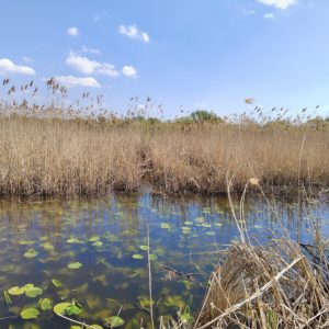 Zo života netopierov - pozorovanie a počúvanie