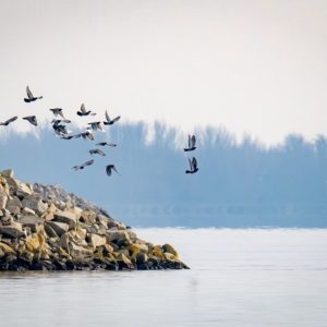 Kompou za dunajskou divočinou